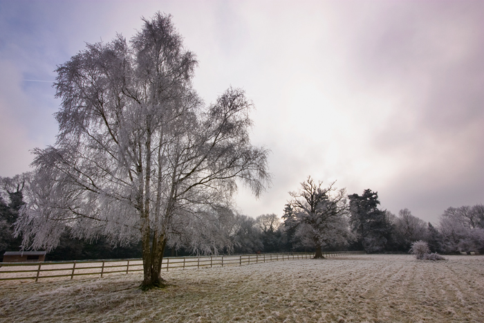 Morning Frost, England, 2009